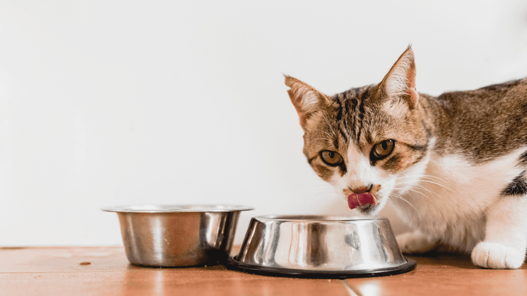 Can Kitten Eat Mushroom Soup?