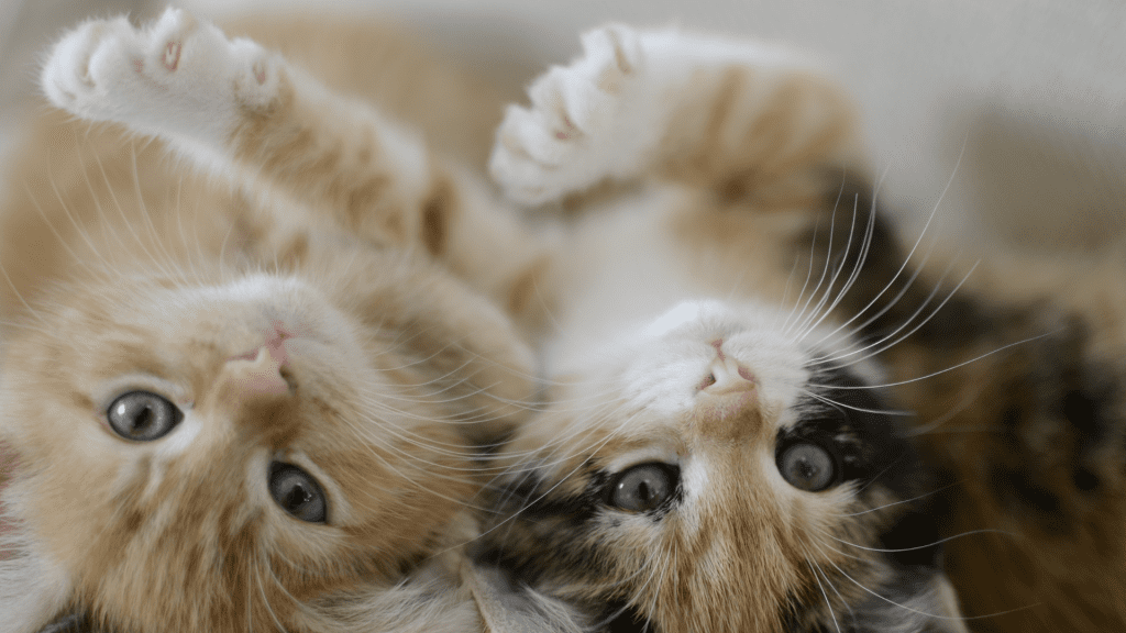 Can Kittens Eat Flour Tortillas?
