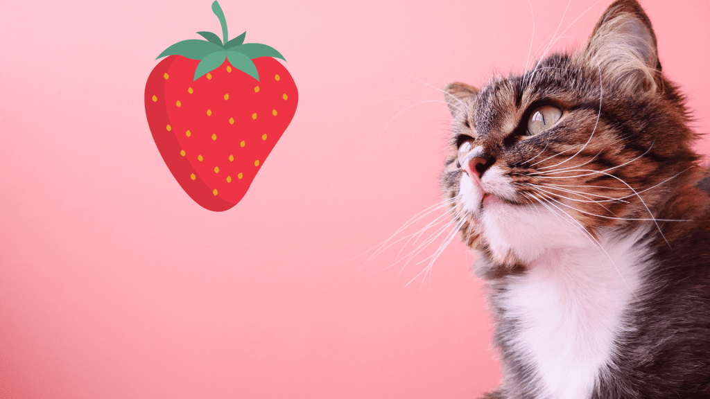 How Many Strawberries Can A Cat Eat?