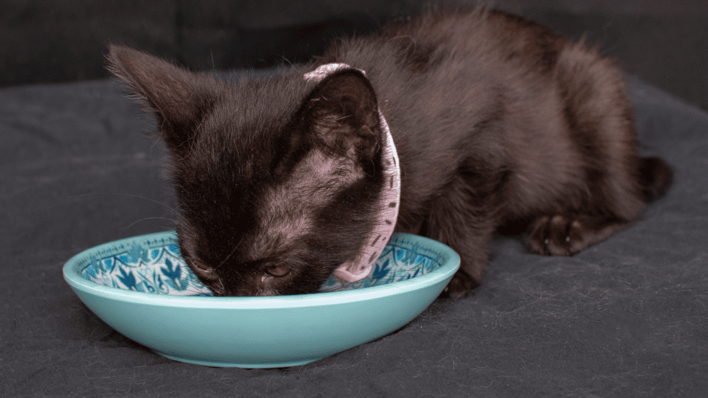 Cat Kittens Eat Dog Treats?