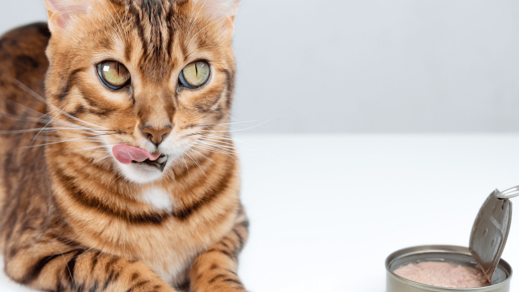 Can Cats Eat Lemon Pepper Tuna?