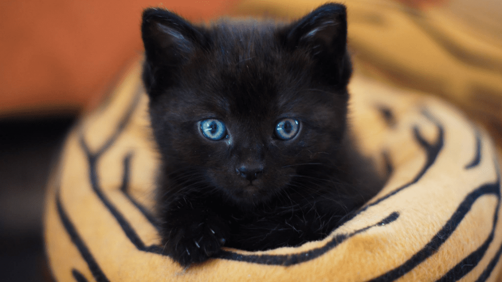 Can Kittens Eat Lemon Pepper Tuna?