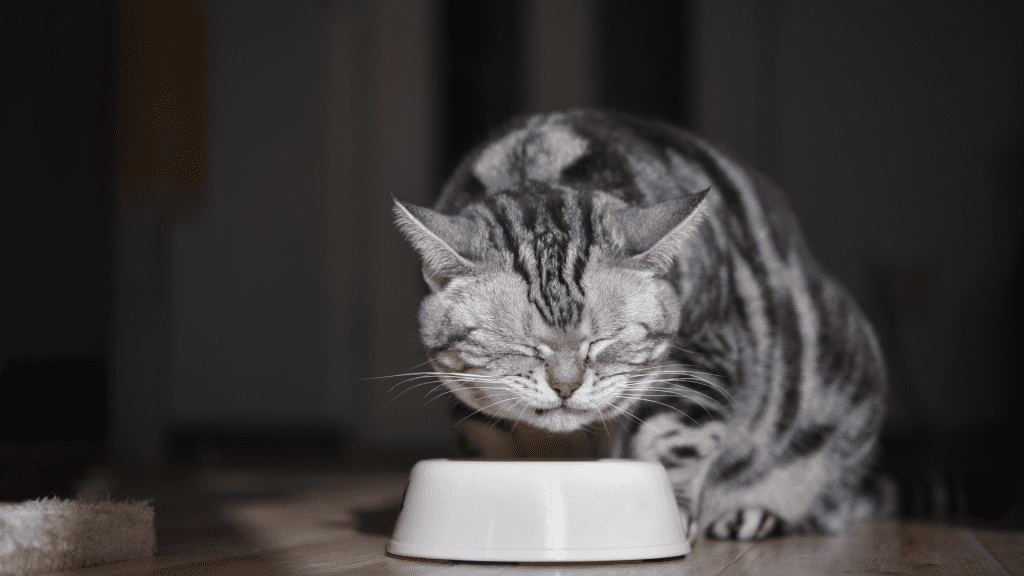 Negatives Of Cats Eating Oatmeal with Brown Sugar