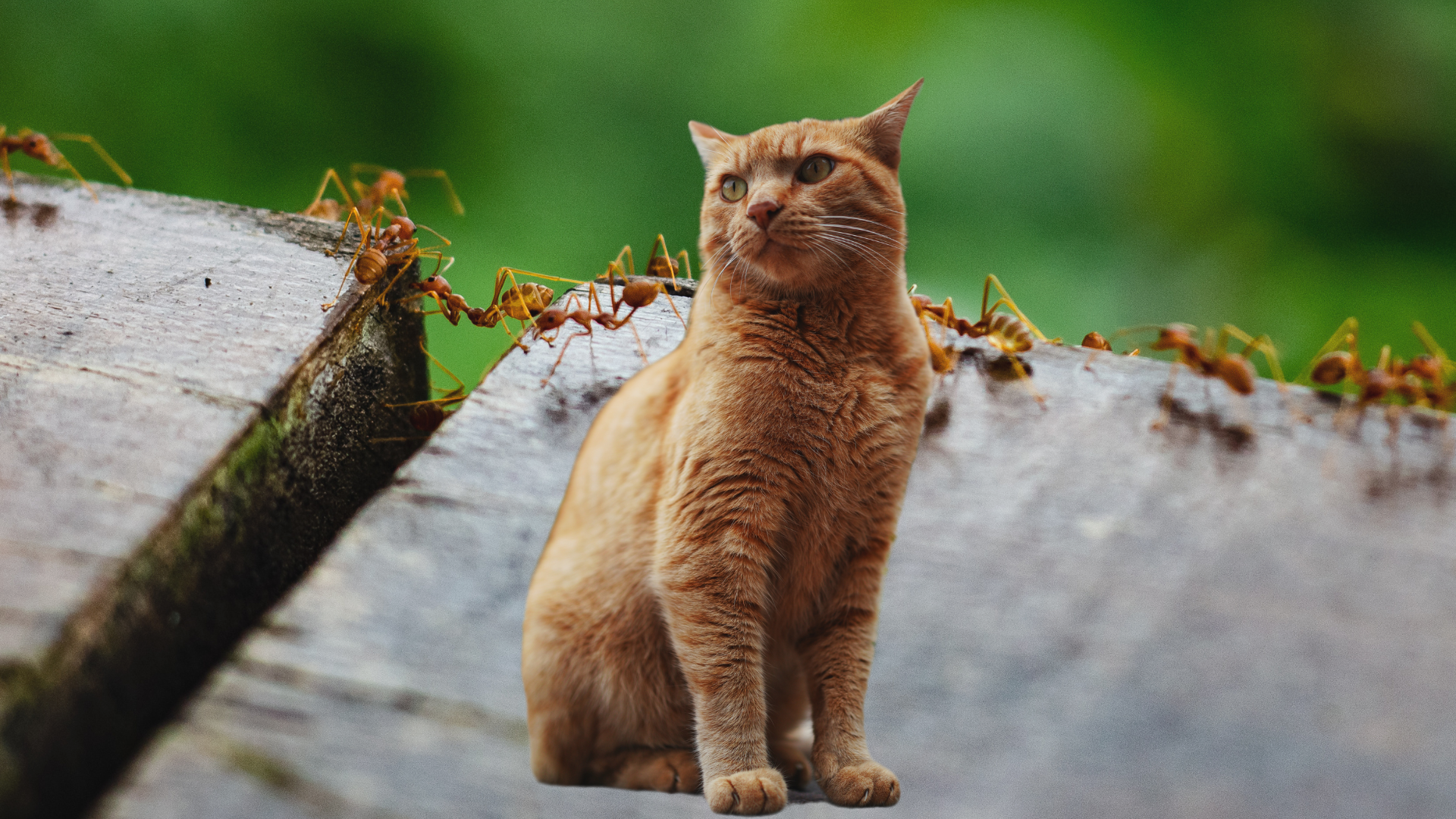 Can cats eat ants?