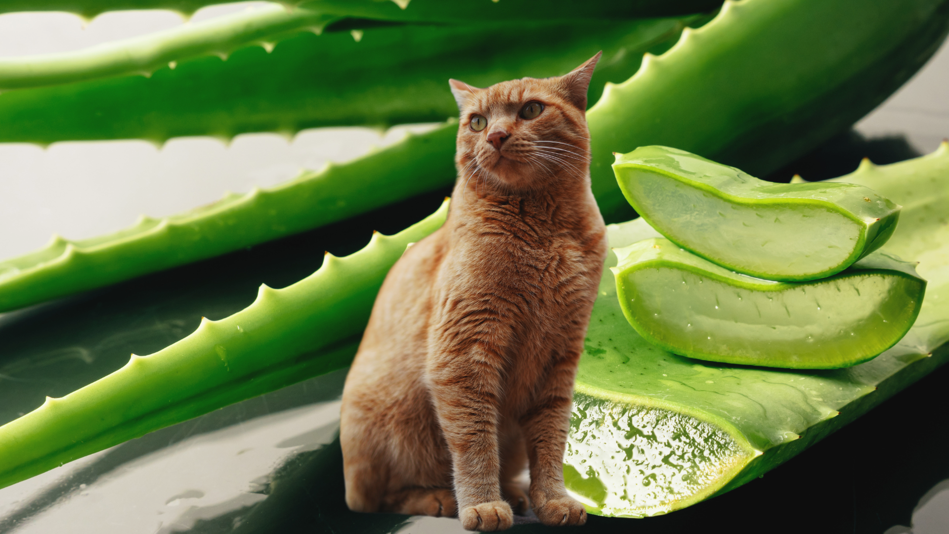 Can Cats Eat Aloe?