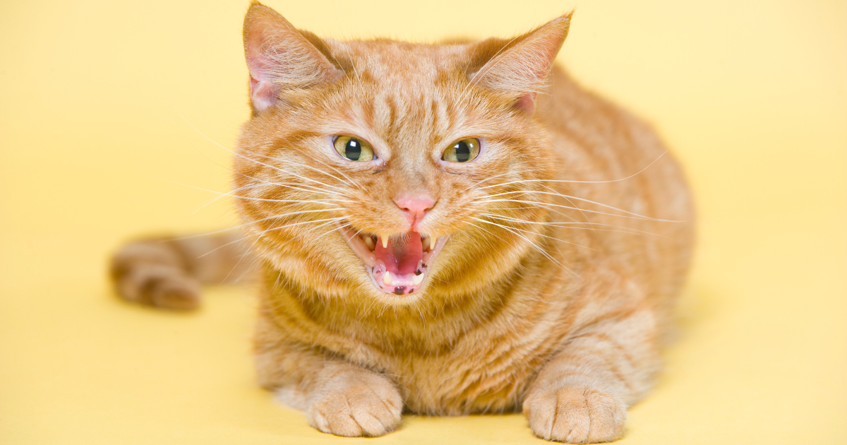 How Did Cats Learn How To Hiss?