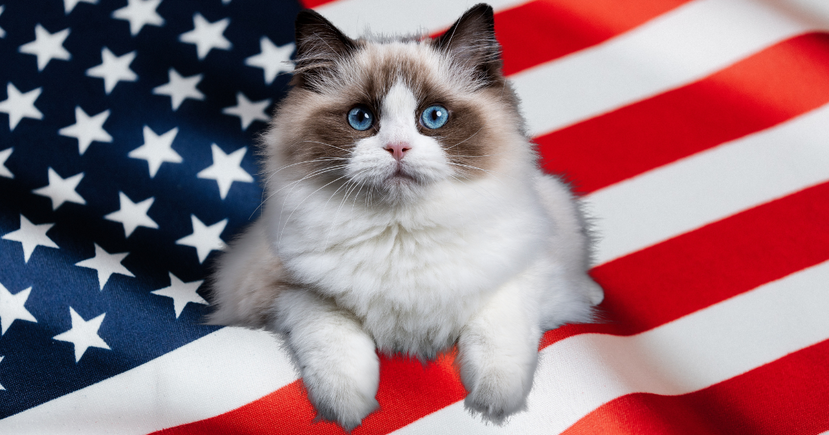 How Did Cats Come To America?